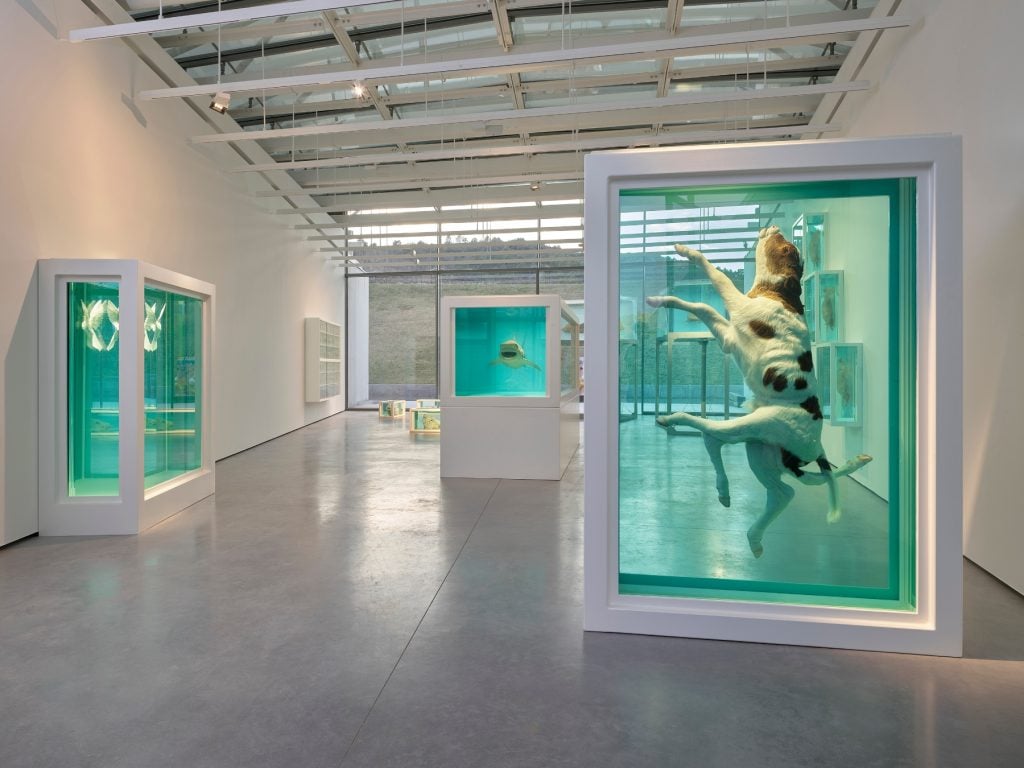 a room full of thanks filled with dead animals suspended in blue formaldehyde