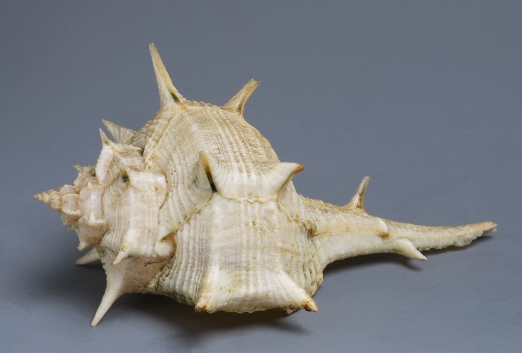 Purple dye murex shell, Neogastropoda