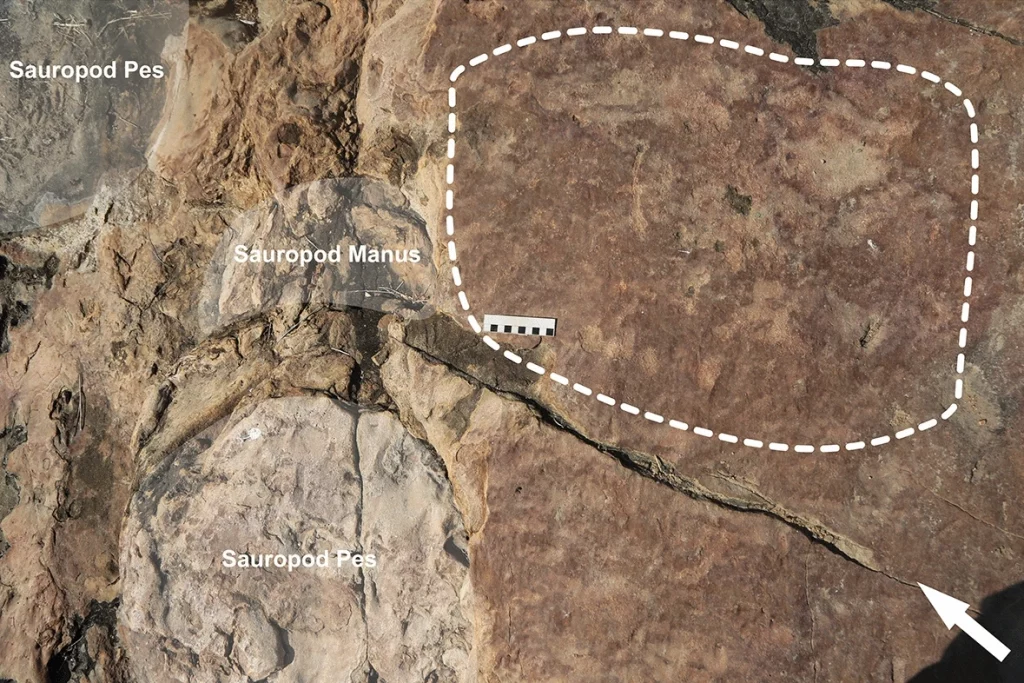 An image illustrating the proximity of petroglyphs and dinosaur footprints at the Serrote do Letreiro Site.