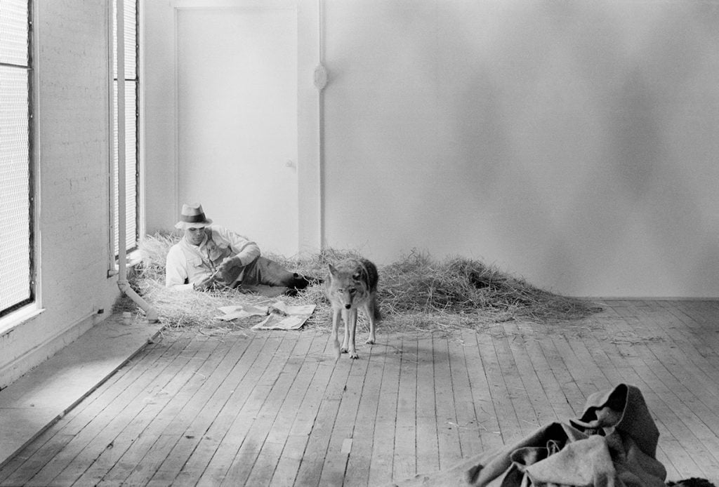 The artist Joseph Beuys reclines in a bed of straw in an empty room, with a coyote standing nearby.