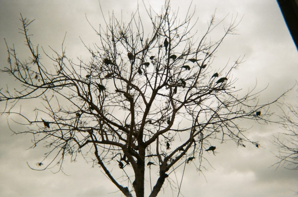  berry tree is filled with parotts perched on branches, set against a cloudy dark sky. 