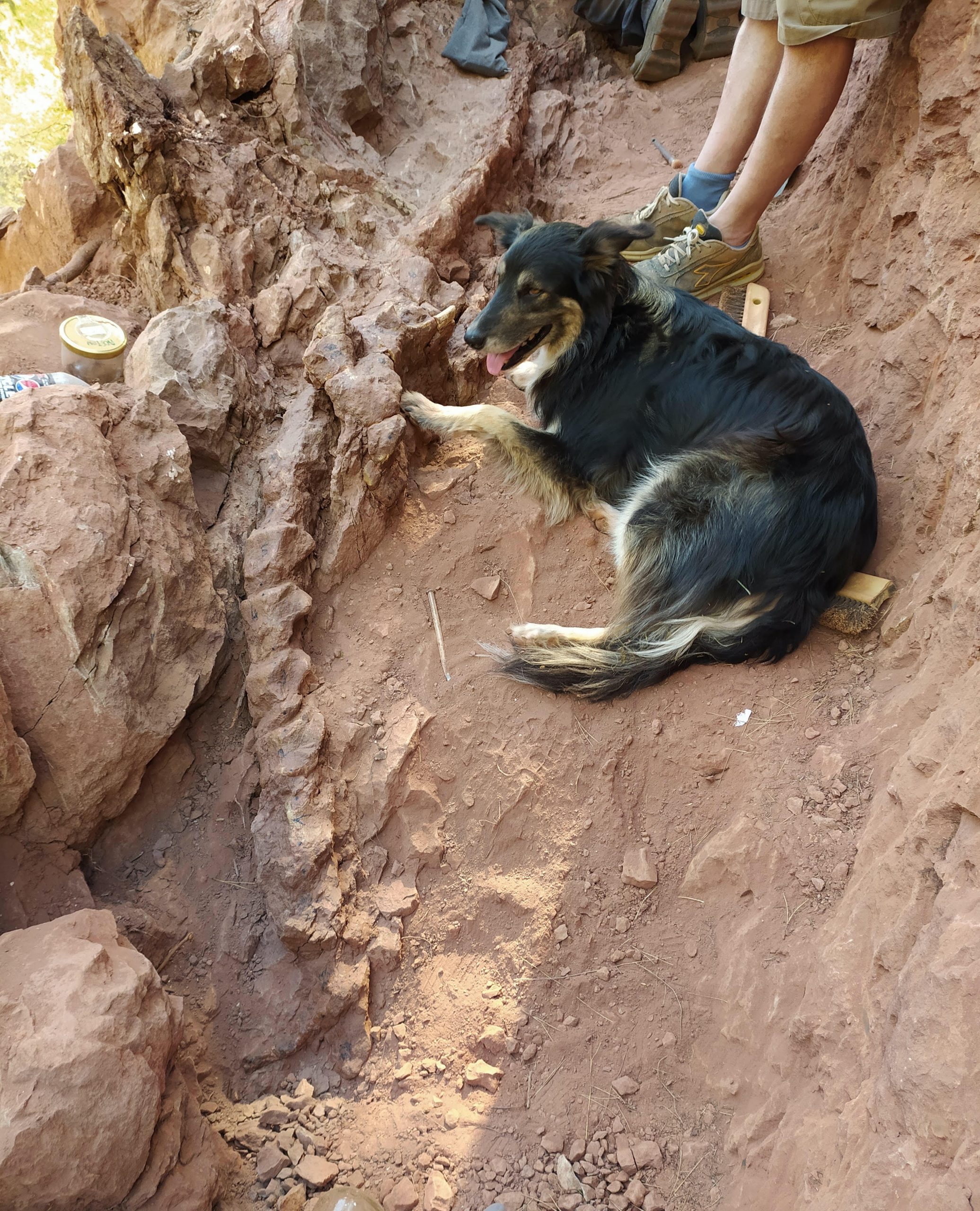 A furry dog sitting next to a dinosaur fossil.