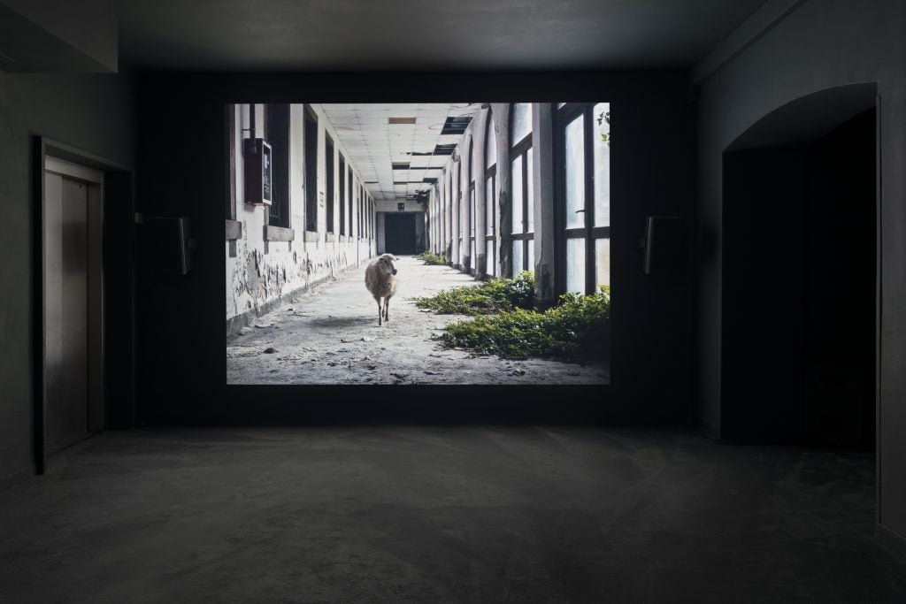 A dark room with a large screen showing a sheep walking in an abandoned corridor
