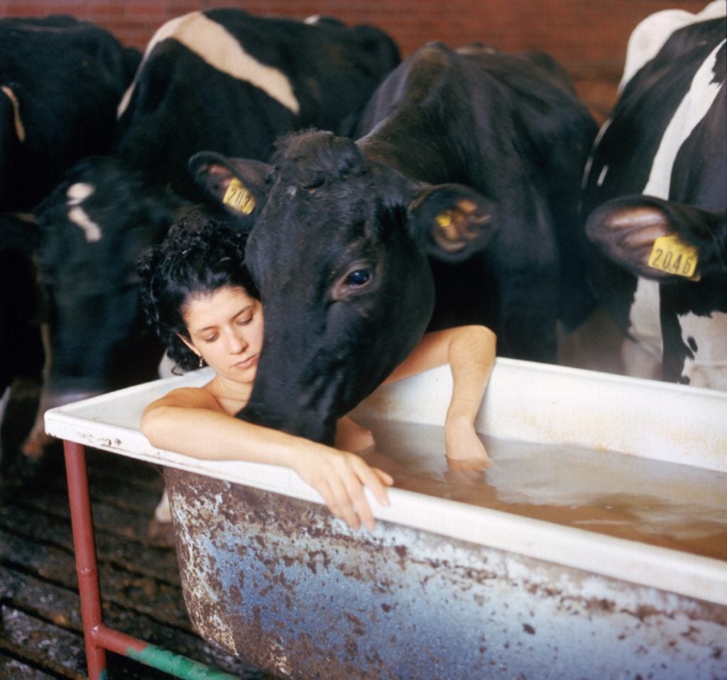 a woman lies in a bath tube that is also like a trough that cows are drinking from
