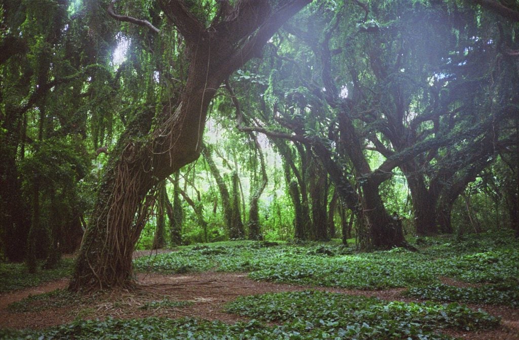 A photograph of a grove of sub-tropical trees, included in a show at Sotheby's Institute of Art.