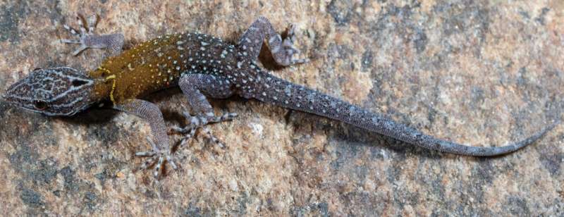 a small gecko with spots on its body