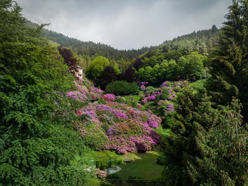 A photograph of a lush green mountain meadow filled with bright pink flowers