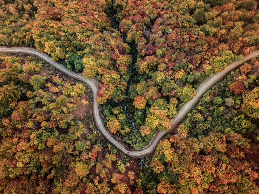 An aerial view of a road cutting through bright orange and a few green trees