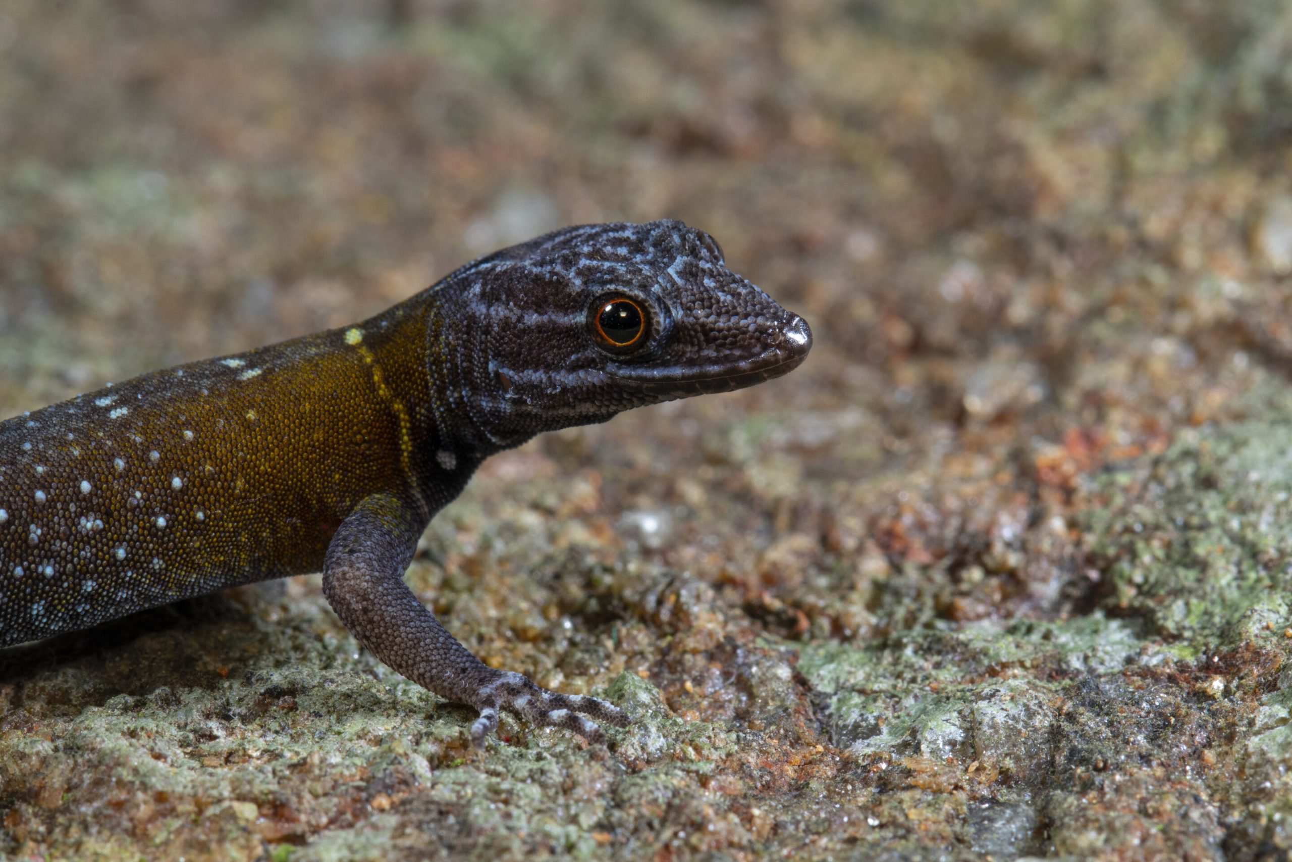 Close-up of a gecko spotted with blue markings.