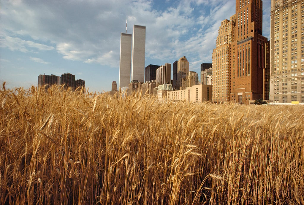 image of wheat fields in manhattan with the twin towers in the background