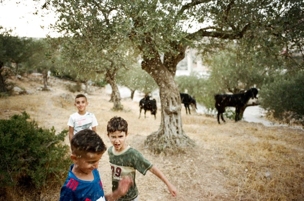 three young boys appear to play under an olive tree in a rural part of Palestine with some black cows in the background