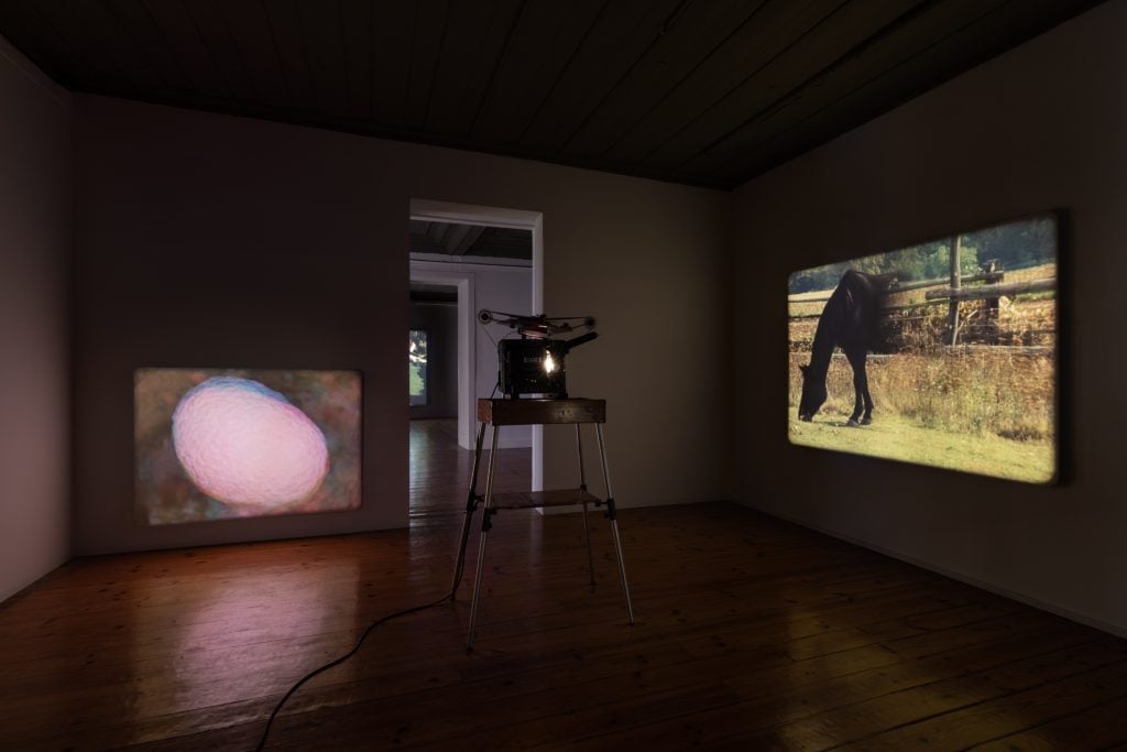 a dark room with a projector in the middle projecting an image of a horse in a field but half of its body has faded into invisibility