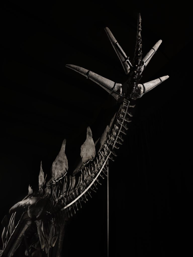 Detail of the tail section of a Stegosaurus skeleton