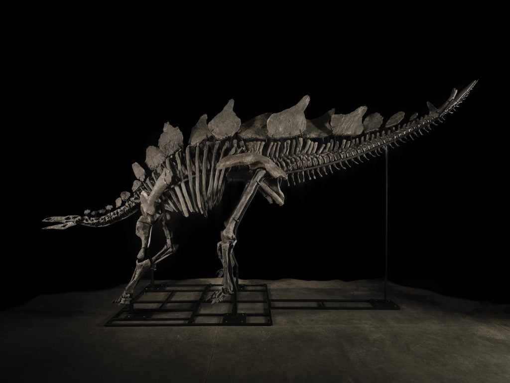 A skeleton of a Stegosaurus with kite-shaped plates on its back and tail