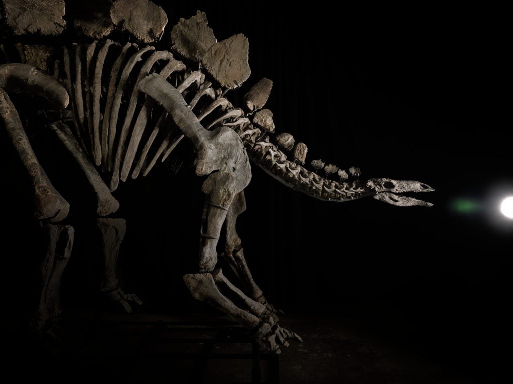 A skeleton of a Stegosaurus with kite-shaped plates on its back