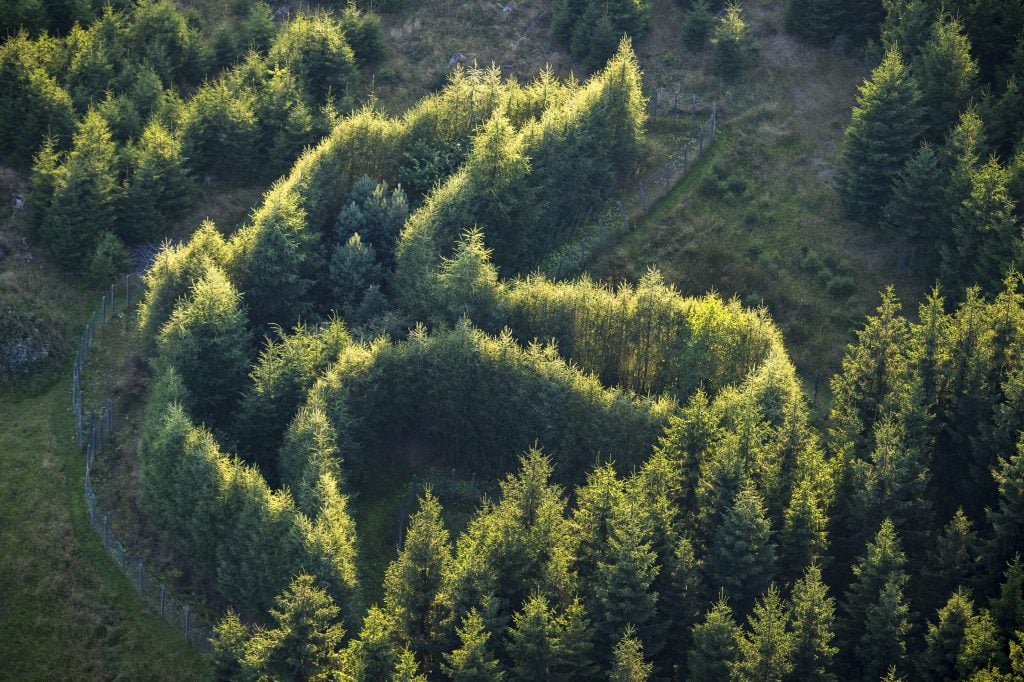 areal view of a forest where a shape of a bird has been made via tree growth in a clearing