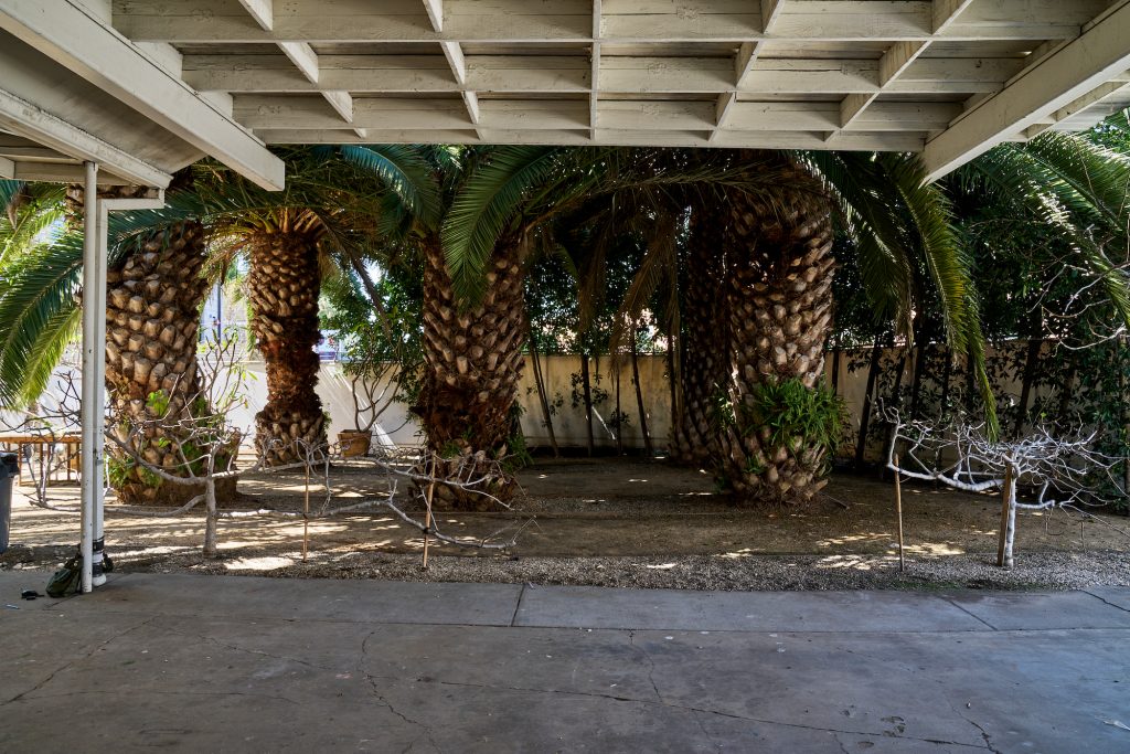 large palm trees push against a pale architectural roof outside of Lauren Quin's studio