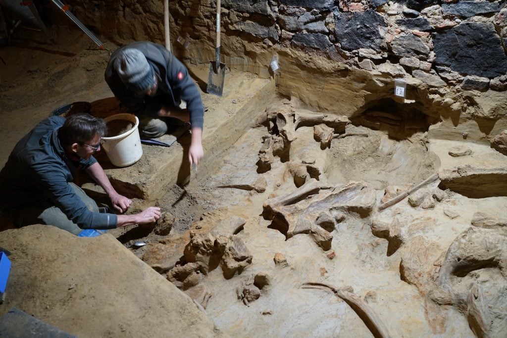 two people in dark blue jackets kneel on a dusty brown floor examining ancient mammoth bones