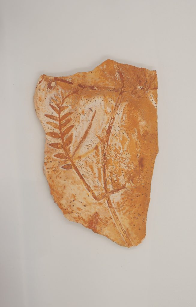 A fossilized plant specimen