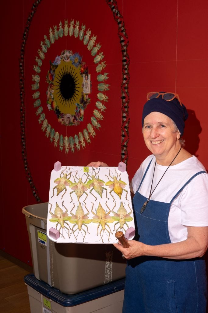 A woman wearing a blue apron, white shirt, and navy headscarf stands smiling, holding a display board with several large, detailed insect specimens. In the background, a circular art piece composed of various insects and botanical elements is mounted on a red wall.