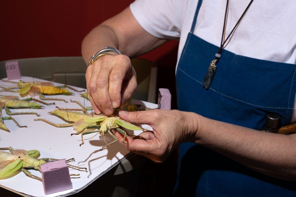 Close-up of a woman's hands carefully arranging a large insect specimen on a display board. She is wearing a blue apron and a white shirt, with only the lower half of her torso visible in the image.