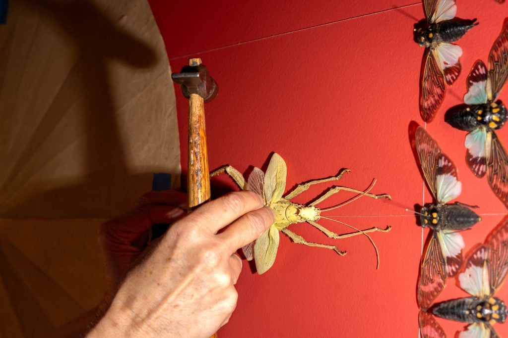 Close-up of a person's hands using a small hammer to carefully position a large insect specimen on a red wall as part of an artistic display. Several other insect specimens are already mounted nearby.