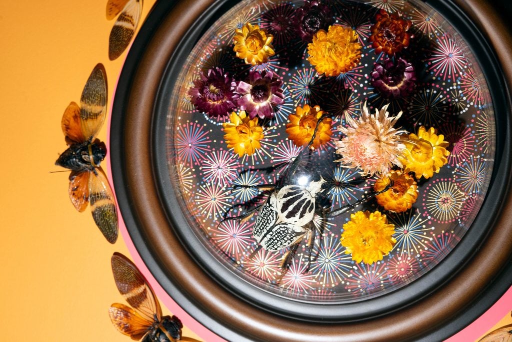 A circular display case mounted on a bright orange wall, featuring a variety of colorful dried flowers and a large, patterned beetle under glass. The background of the case has a festive, firework-like design. Several butterfly specimens are mounted around the perimeter of the display case.