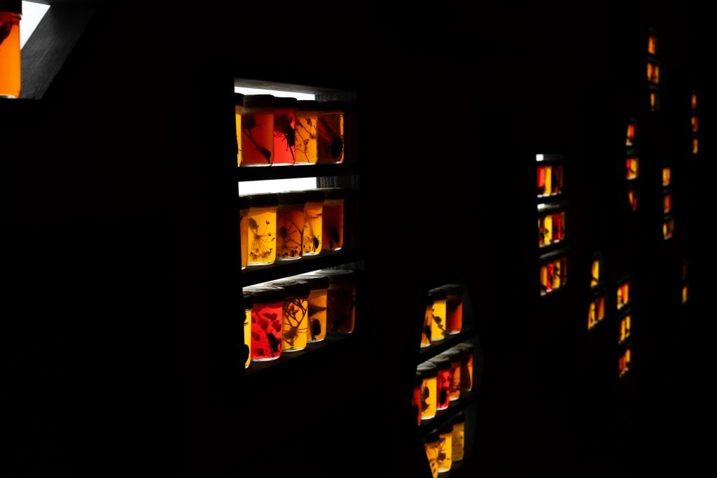 A dark display featuring multiple illuminated jars filled with colorful liquid, each containing various insects and botanical specimens. The jars are arranged on shelves, creating a visually striking pattern of glowing reds, oranges, and yellows against the dark background.