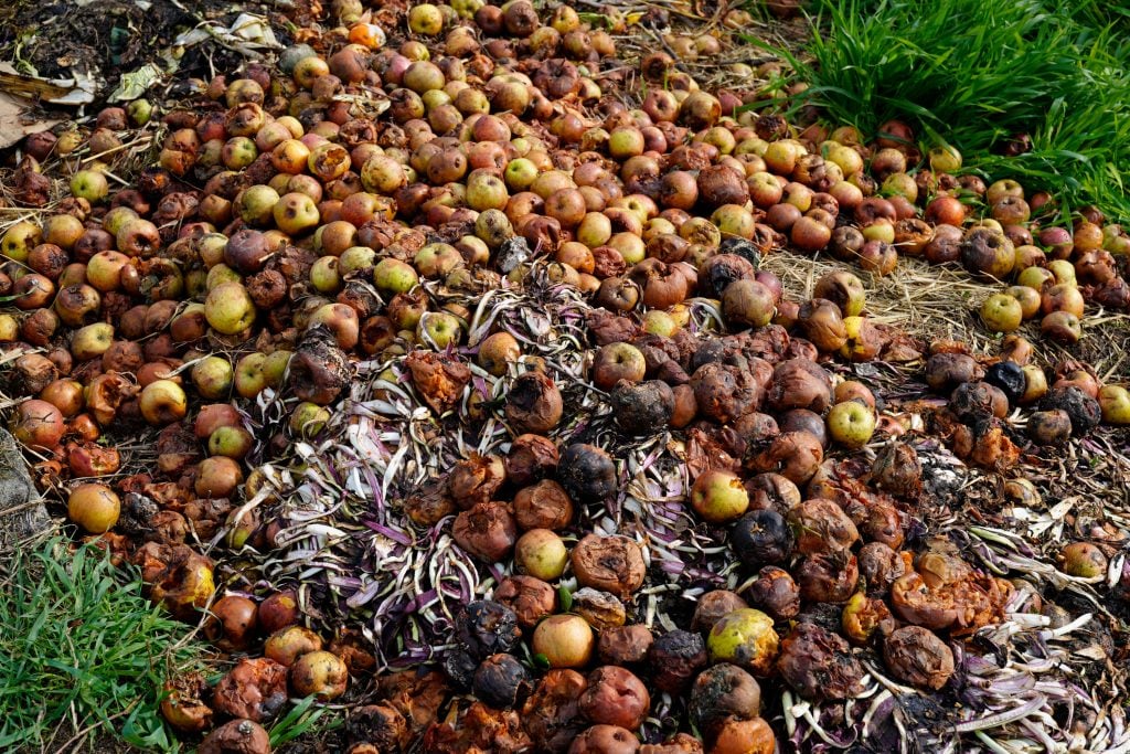 photograph of a pile of rotting apples on the ground