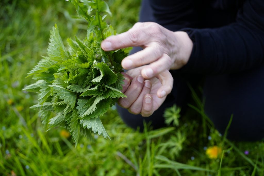 photograph of hand holding some green herbs 