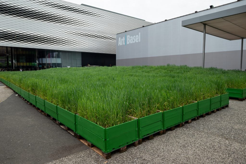 View of green-stage wheat planted in green Euro palettes as part of Agnes Denes, <i>Honouring Wheatfield - A Confrontation</i> (2024), installed on the Messeplatz as part of Art Basel. Photo: A. Olsen.