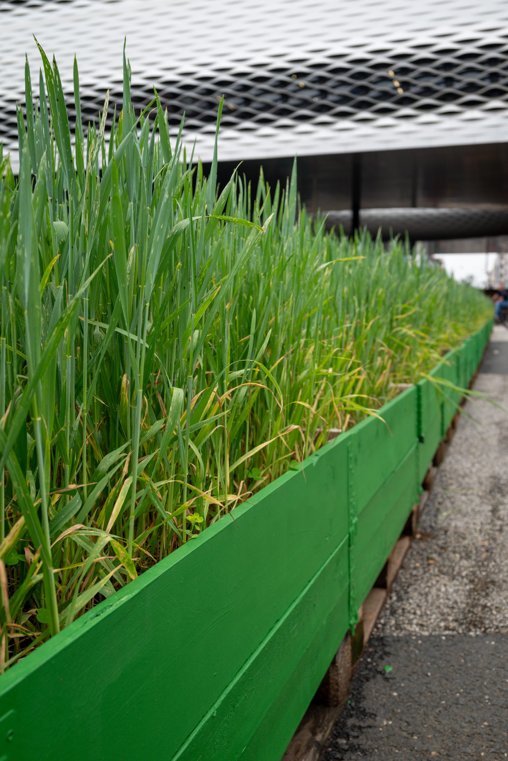 Agnes Denes’s Iconic Wheat Field Is Sprouting at Art Basel. Here Are 3 ...