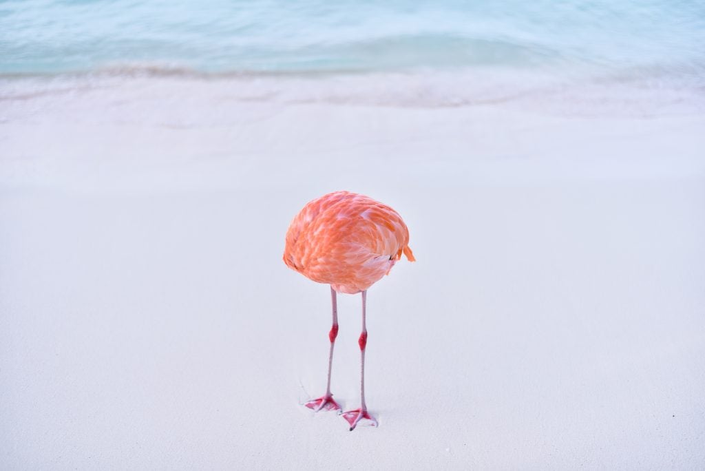 A photo by Miles Stray showing a pink flamingo stands on a pristine white sandy beach with its head tucked away.