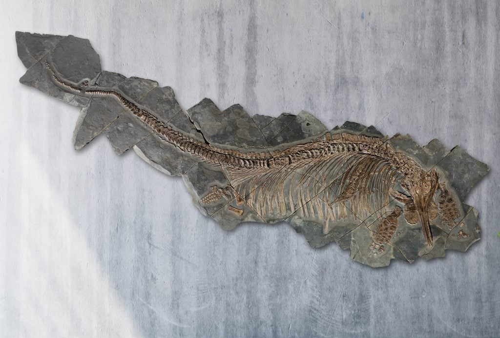 A fossil of a pregnant dinosaur