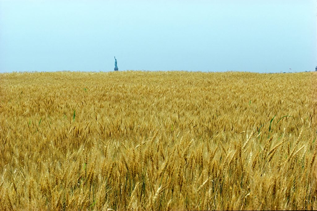 Agnes Denes’s Iconic Wheat Field Is Sprouting at Art Basel. Here Are 3 ...