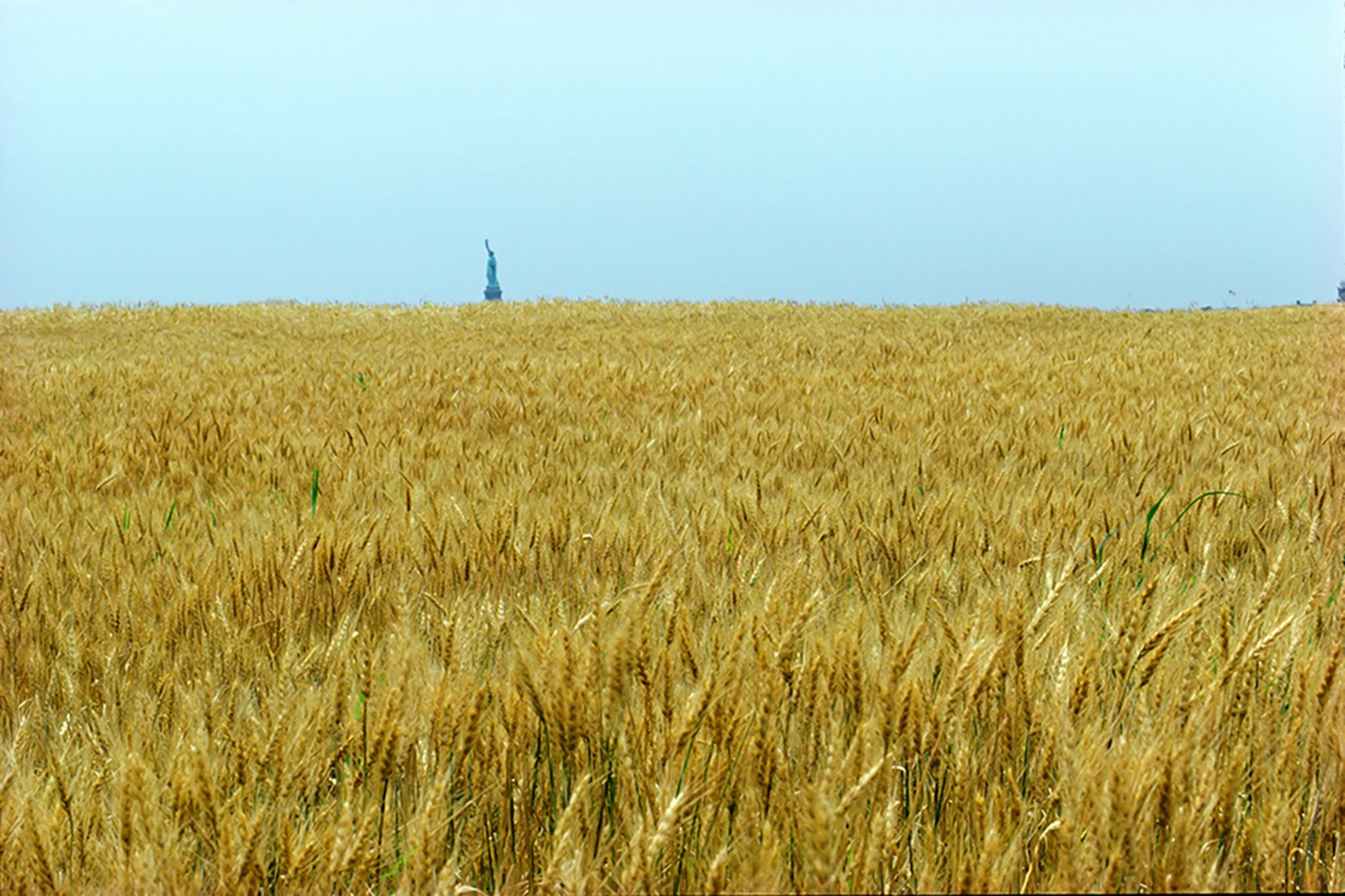 View across a golden wheat field planted by Agnes Denes under a blue sky and the statue of liberty just barely visible in the far distance.