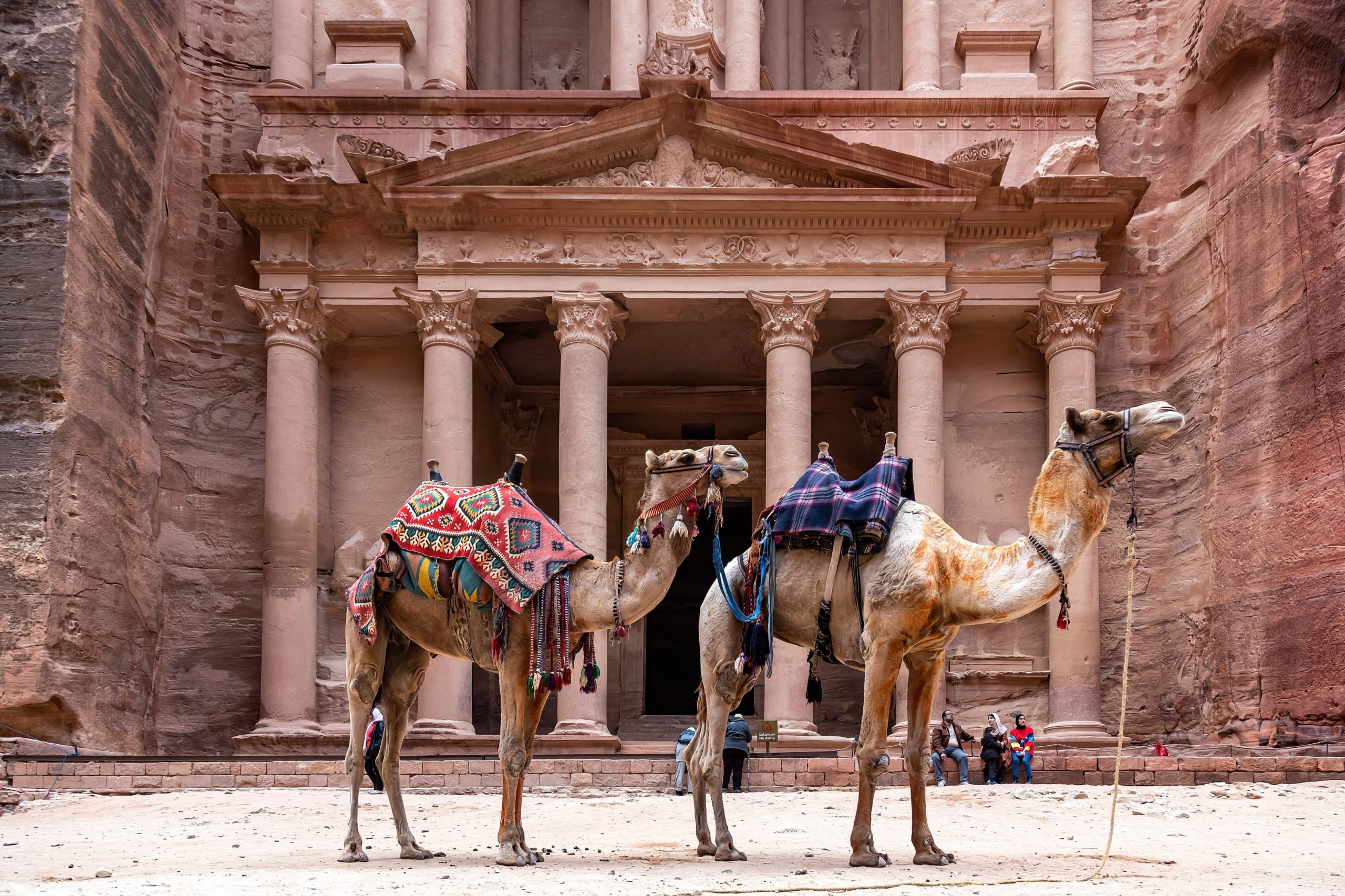 two camels with ornately decorated blankets stand in front of a historic building with a pink sheen