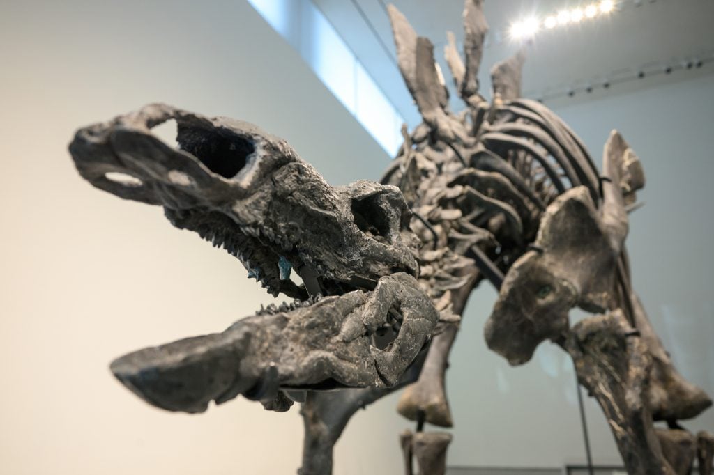 A close up of the head of a fossilized Stegosaurus skeleton mounted in a gallery.