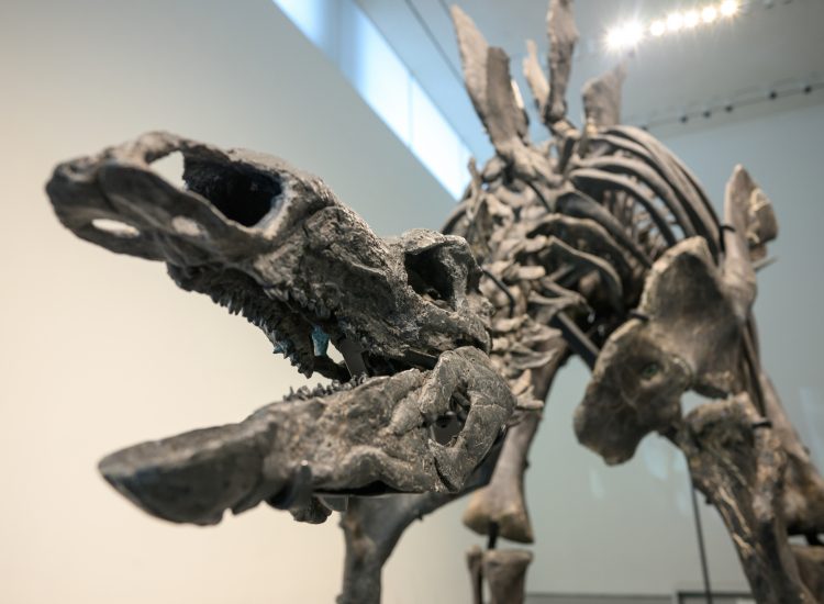 Stegosaurus Skeleton Sells for a Whopping $44 Million, a Dinosaur ...