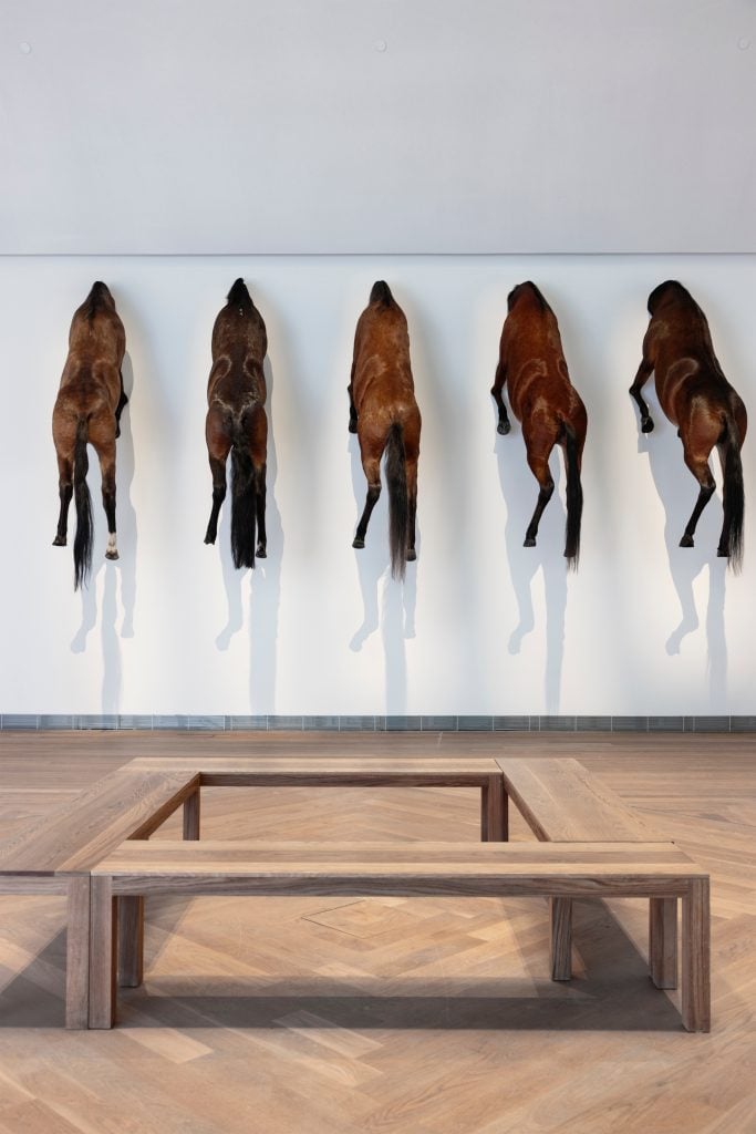 the bodies of horses are hanging from the wall from the neck but without the heads, like the reverse of a hunting trophy