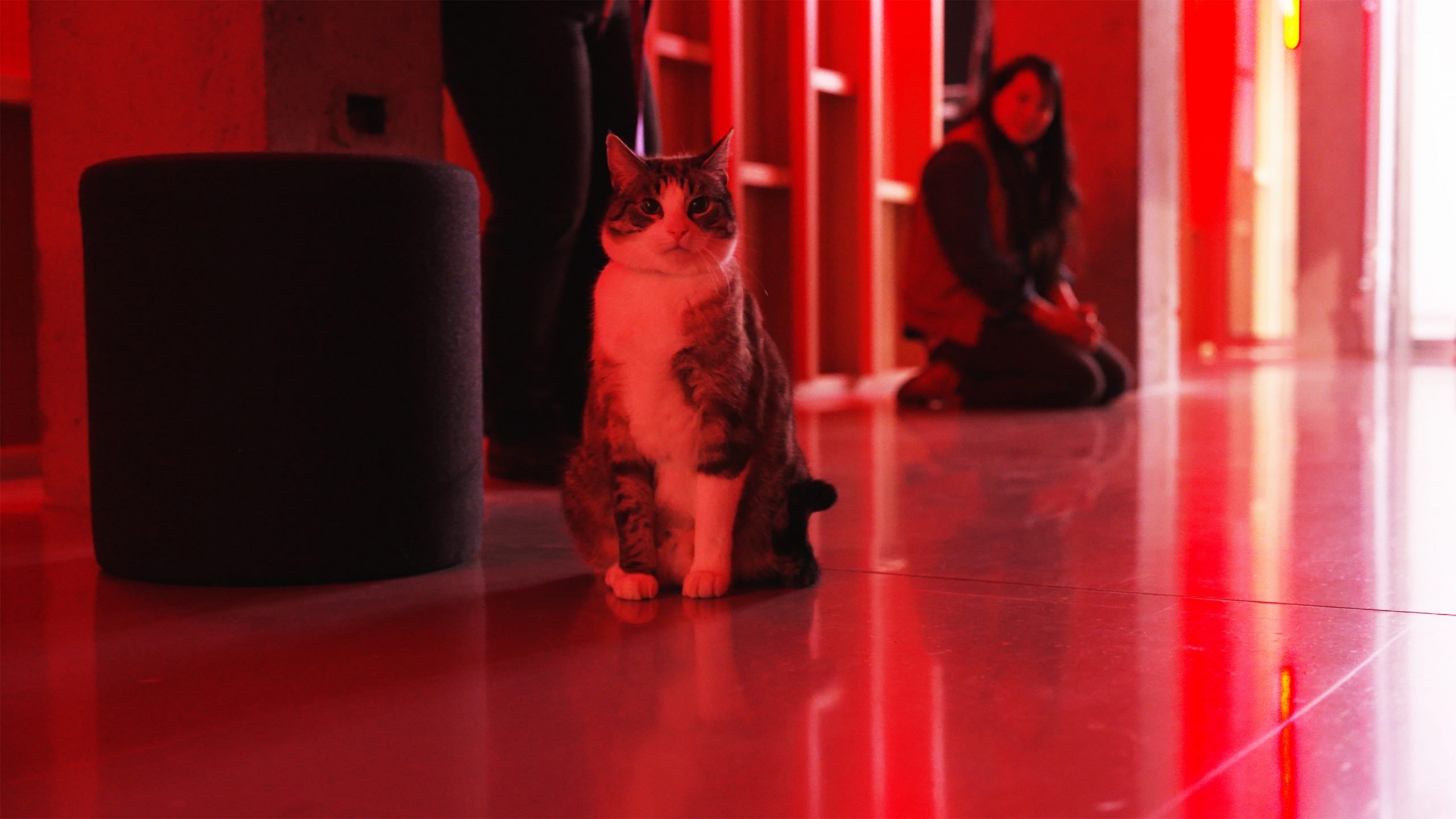 A black and white cat in an art gallery lit in dim red light.