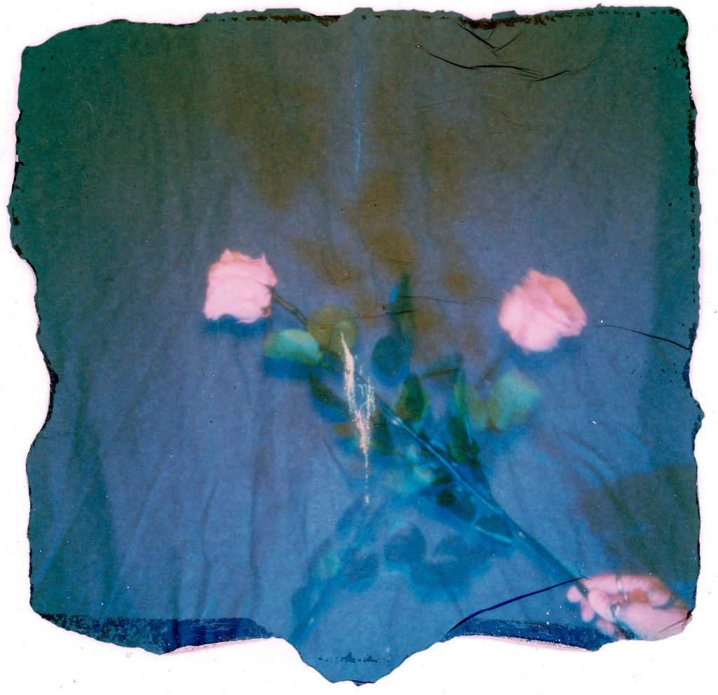 Polaroid lift by Hannah Harbour showing three roses against a dark background