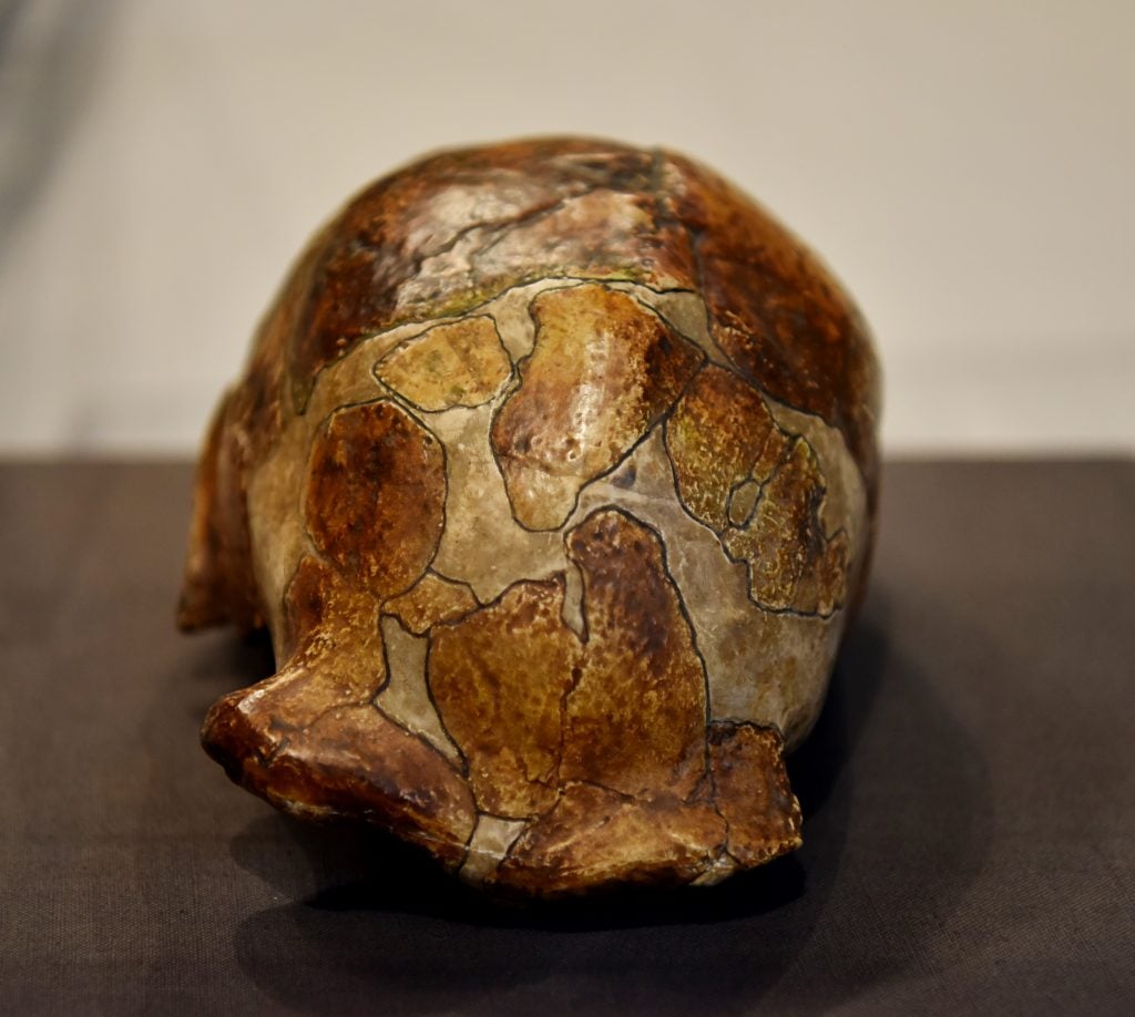 A fossilized skull on display
