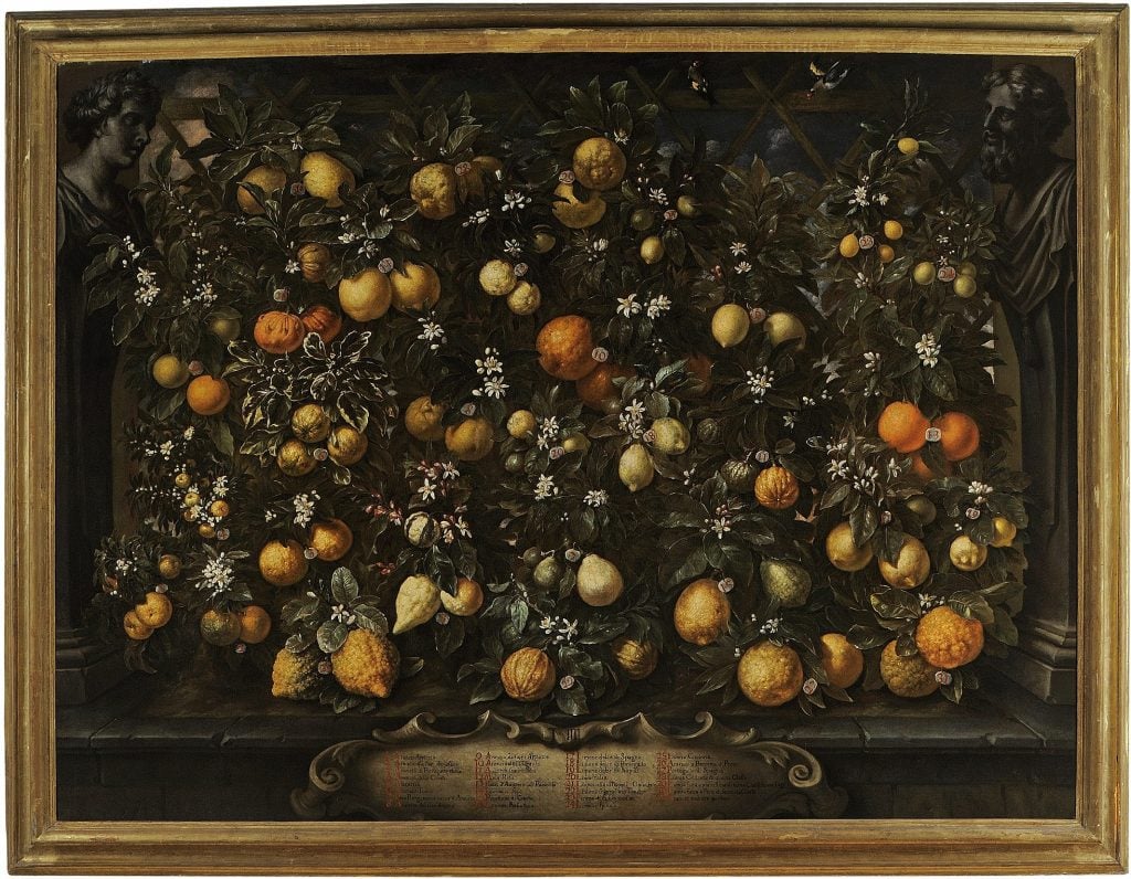 A painting of a large citrus plant, dotted throughout with fruit