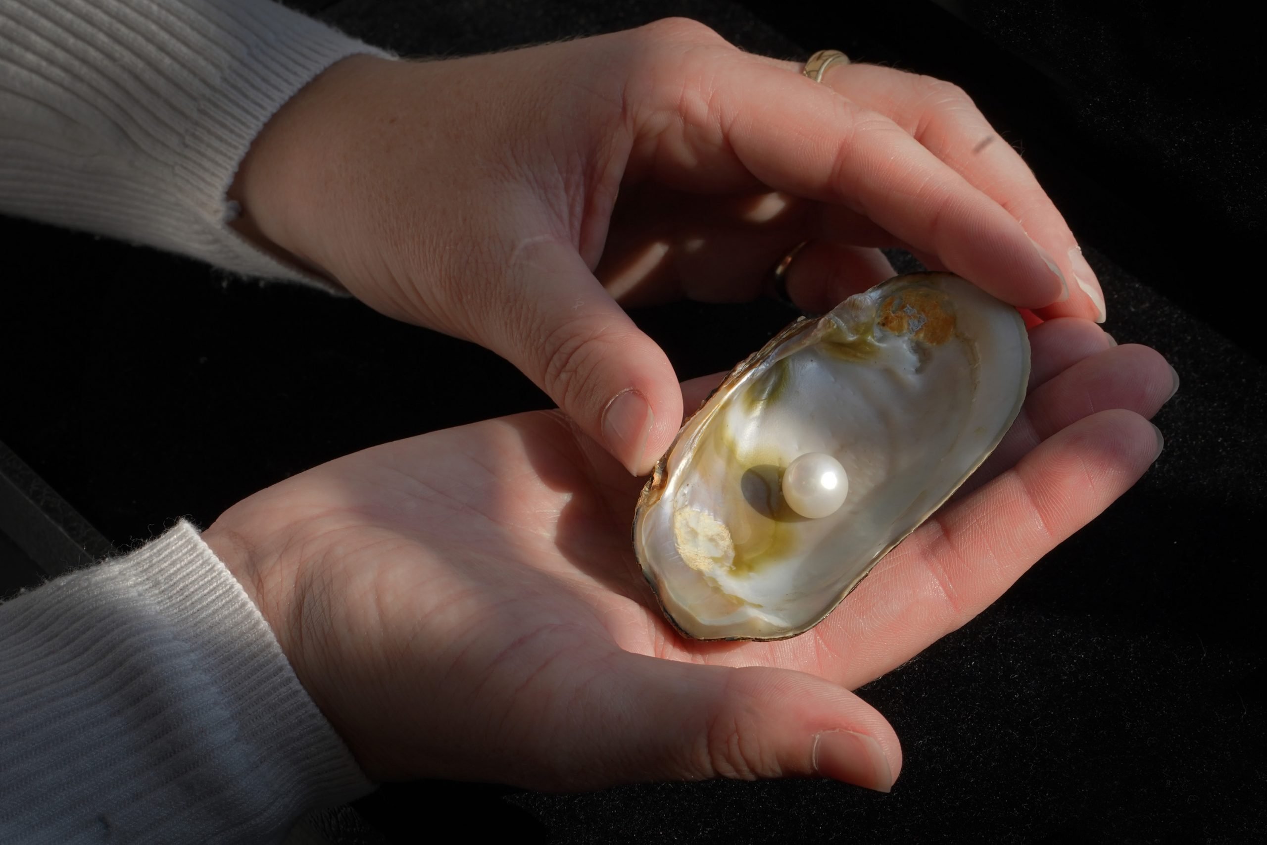 a pair of hands hold a pearl in a shell