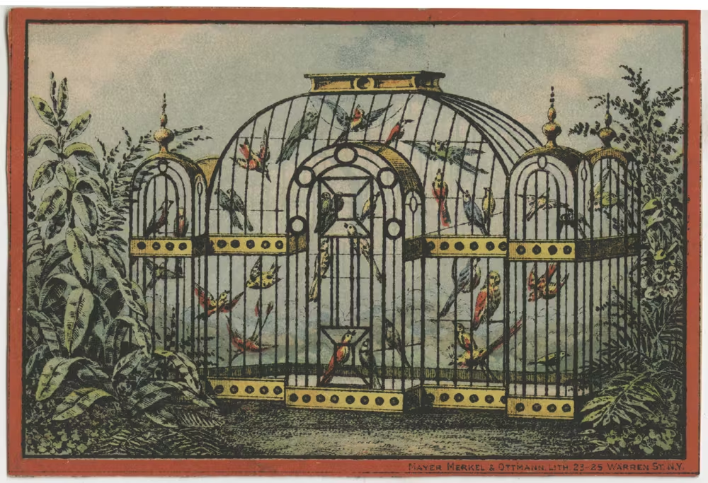 a colored lithograph showing birds in a cage that was used as a period advertisement for a bird shop