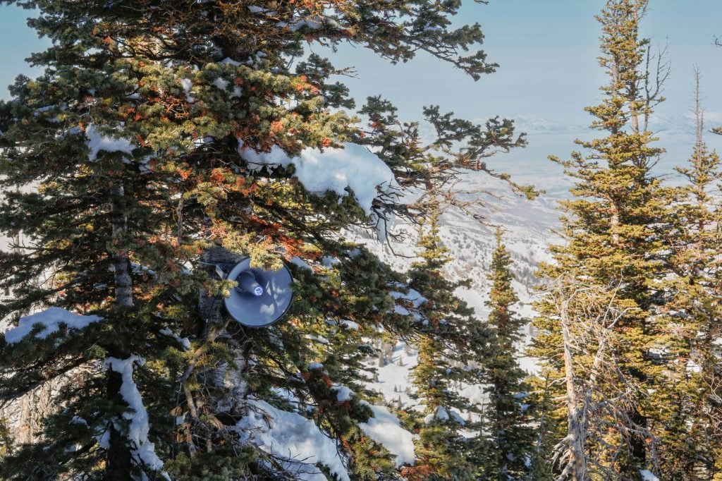 A loudspeaker is embedded in the branches of a pine tree