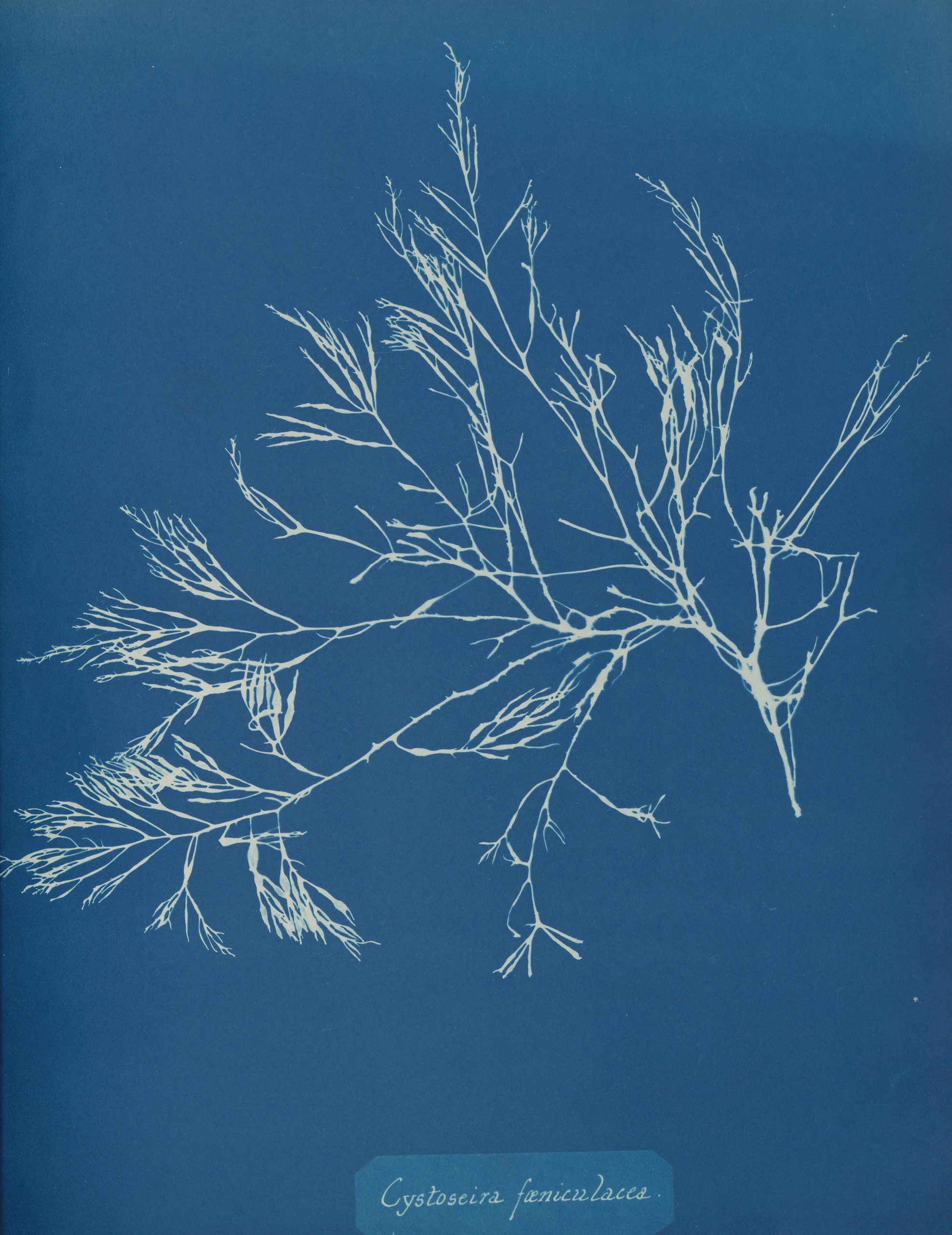 Cyanotype of a branch