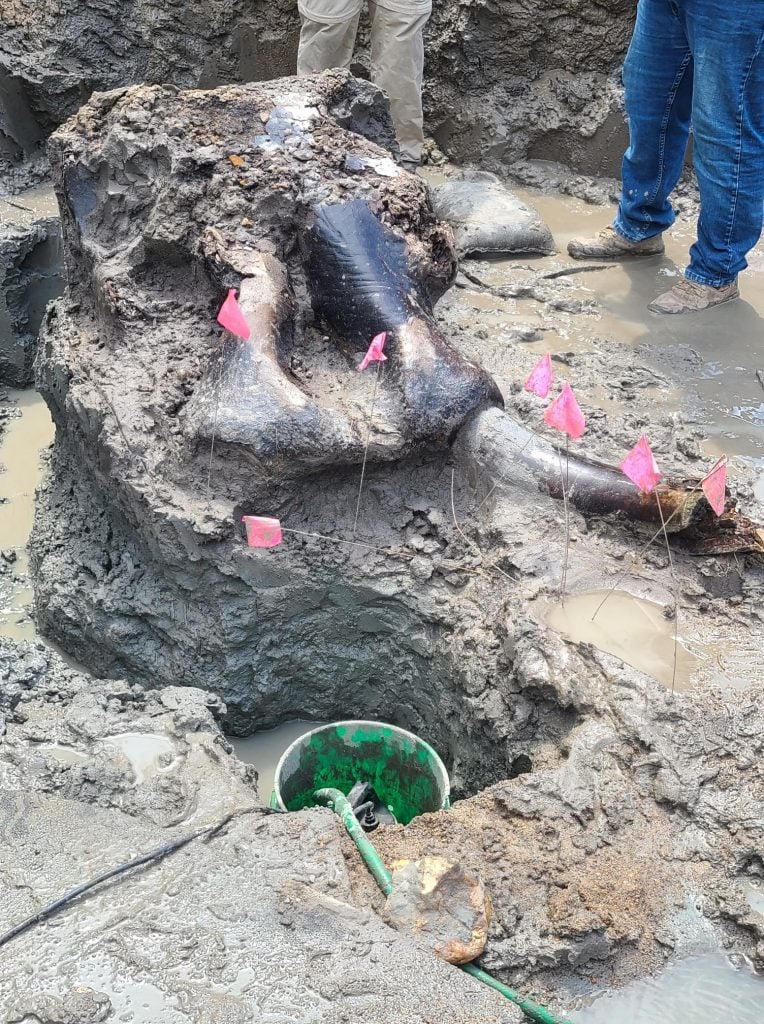 the Mastodon skull and tusk in the creek with markers in pink flags around it