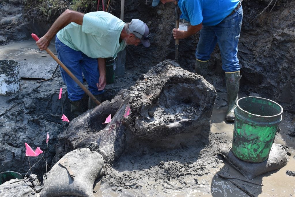 two men with shovels in hand work on excavating the mastodon in the creek